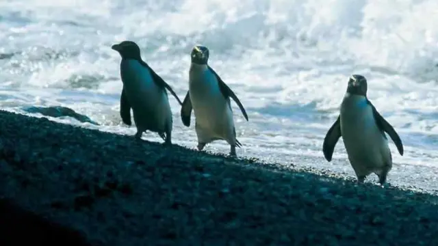 শীতের সময় উষ্ণতা আর খাবারের খোঁজে আবাস বদলায় পেঙ্গুইন