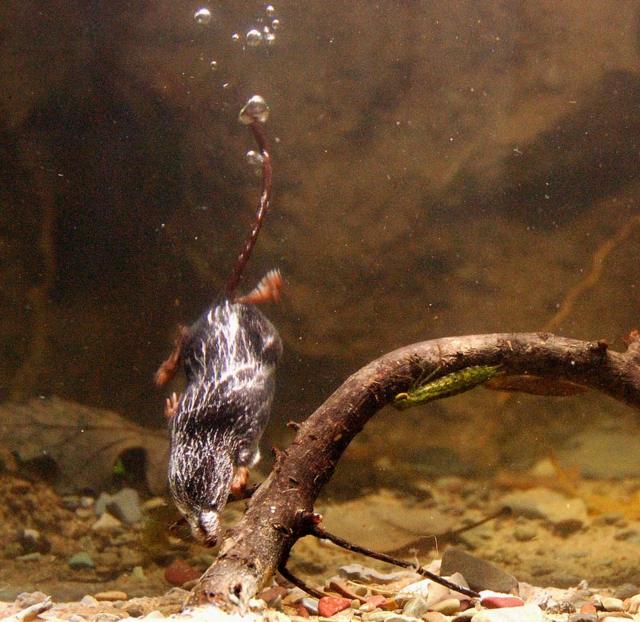 Water shrew