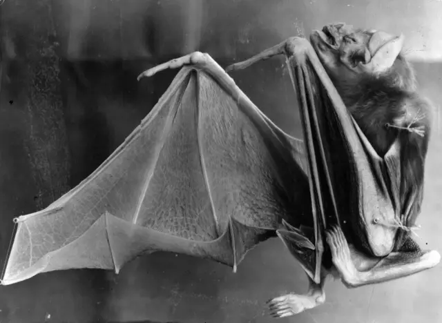 1945: The body of a blood sucking bat from Peru which measures 4 inches