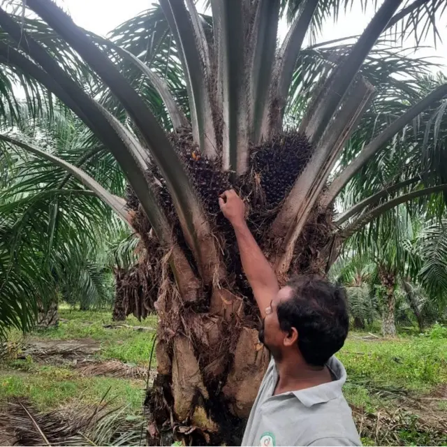 अपने ताड़ की खेत में शिव प्रसाद