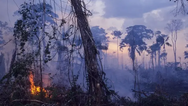 அமேசான் காட்டுத்தீ