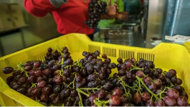 Mkpụrụ Vaịn dị n'ekete