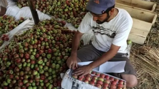 ஆப்பிளை அடுக்கி வைக்கும் பணியாளர்