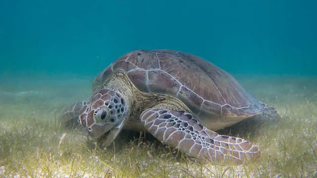 সী টার্টল ধরতে পাচারকারীরা সেখানে যাচ্ছে