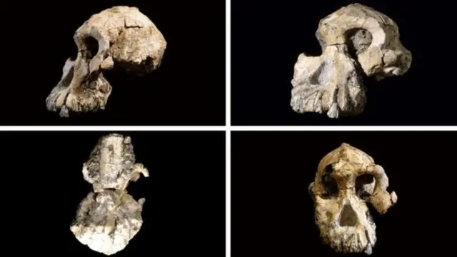 Skulls