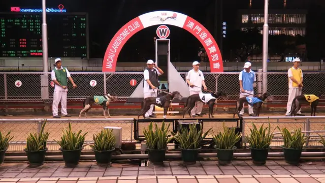 狗伕牽著賽犬步向起點（BBC中文圖片23/6/2018）