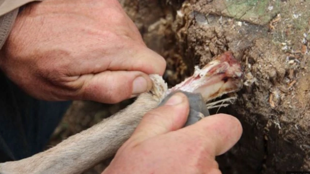 นักโบราณคดีทดลองตัดกระดูกสัตว์ด้วยเครื่องมือที่คล้ายกับของยุคหิน