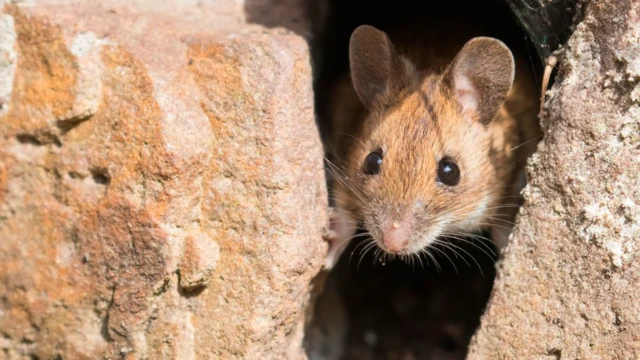 Nos tentatives pour cacher de la nourriture aux souris les ont rendues plus aptes à résoudre des énigmes, selon une étude.