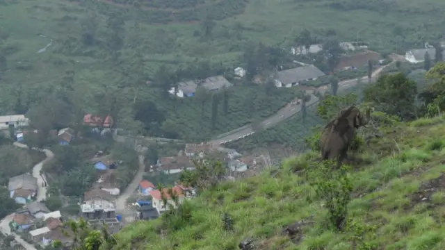 ఏనుగులు