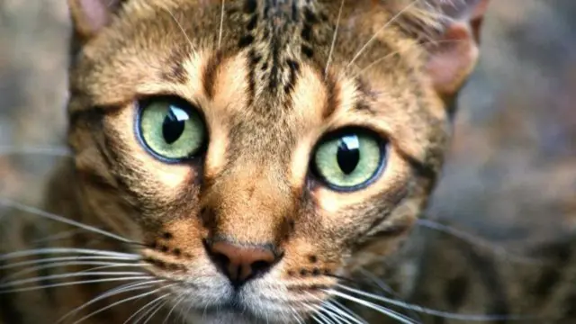 Kucing liar, piaraan