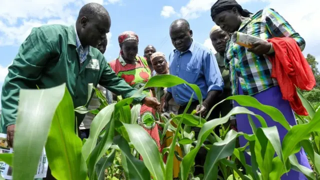 ሓኪም ኣትኽልቲ ንሓረስቶት እና ኣሰልጠነ፡ ሚያዝያ 18፥ 2018 ኬንያ