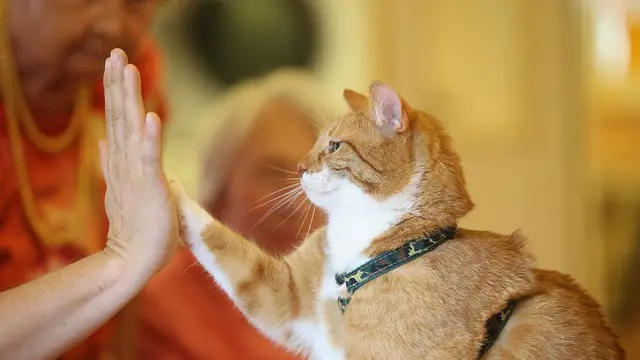 कोरोना, मानसिक आरोग्य