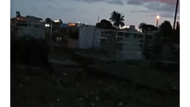 Bonny Kingdom grave yard