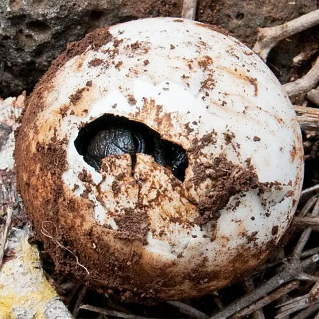 Tortuga bebé emergiendo del cascarón