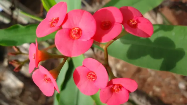 Euphorbia milii