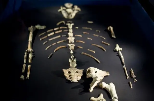 इथिओपिया येथे सापडलेला लुसी हाडांचा सापळा