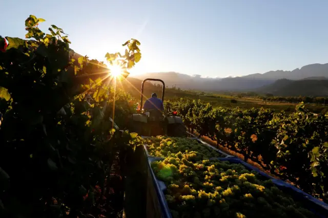 Workers harvest grapes at the La Motte wine farm in Franschhoek near Cape Town.