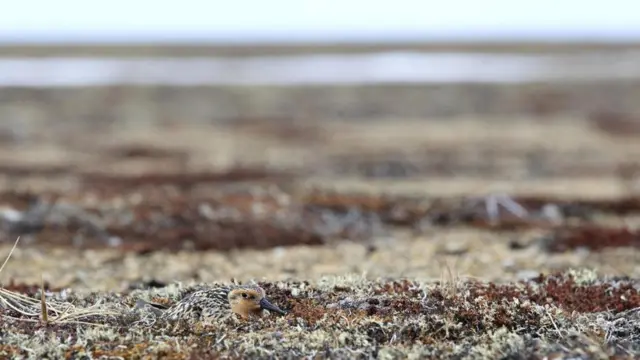 самка исландского песочника (Calidris canutus rogersi)