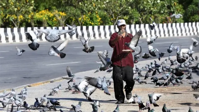 नोएडा में कबूतरों को दाना खिलाता एक व्यक्ति