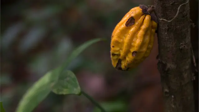 చాక్లెట్ అంతం