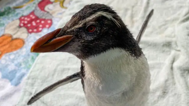 Pinguin