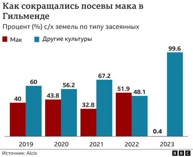 Эффективнее американцев: как "Талибан" уничтожает маковые поля в  Афганистане - BBC News Русская служба