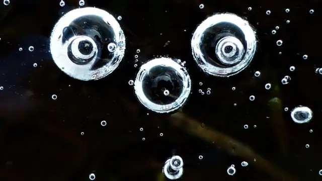 리사는 자연 속에서 '얼굴 형상'을 찾는 일이 즐겁다고 한다.