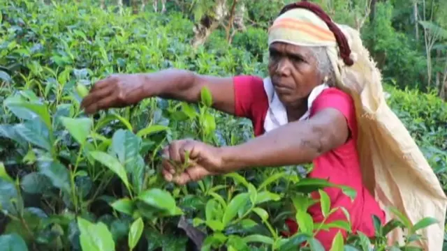 ''මෙවන් තත්වයක් ඇතිවූ විට රටේ තිබෙන දළ දේශීය නිෂ්පාදනයට යම් බලපෑමක් ඇතිවෙනවා. මා සිතන ආකාරයට දිනකට රුපියල් බිලියන 15(කෝටි 1500) ක පමණ අඩුවීමක් සිදුවෙනවා.'' - රාජ්ය අමාත්ය අජිත් නිවාඩ් කබ්රාල්