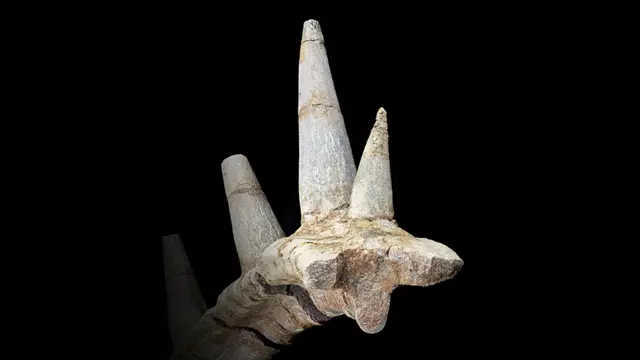 எலும்பில் ஒட்டி வளர்ந்துள்ள கொம்பு போன்ற கூர்முனைகள்.