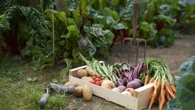 Fotografia colorida mostra caixazebet ufcmadeira cheiazebet ufcvegetais recém-colhidoszebet ufcuma horta