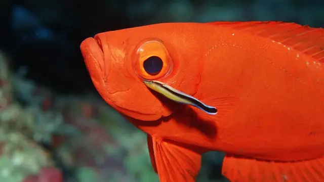 Рыба Губан-доктор (маленькая полосатая) ест паразитов с чешуи большой красной рыбы Бычеглаз хамрур. Индийский океан.