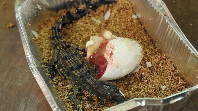 ਮਗਰਮੱਛ ਦੇ ਅੰਡਿਆਂ ਵਿੱਚੋਂ ਨਿਕਲਿਆ ਬੱਚਾ