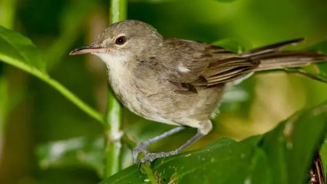 стать дитини