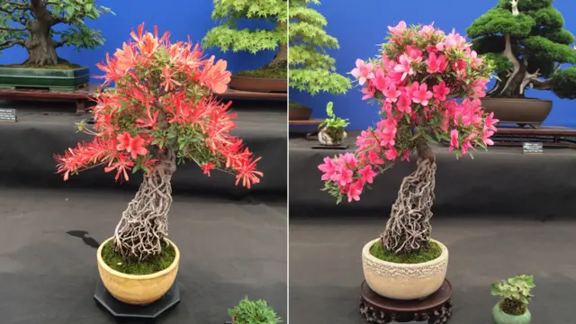 Bonsai
