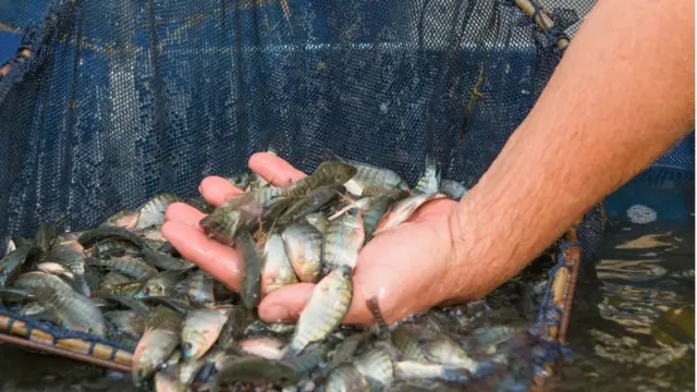 তেলাপিয়া চাষের জন্য পুকুরে ৫-৬ গ্রাম ওজনের পোনা ছাড়া হয়।