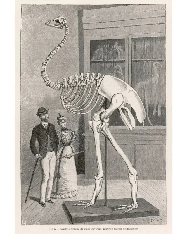 या खंडावर नेमके कोणते प्राणी होते?