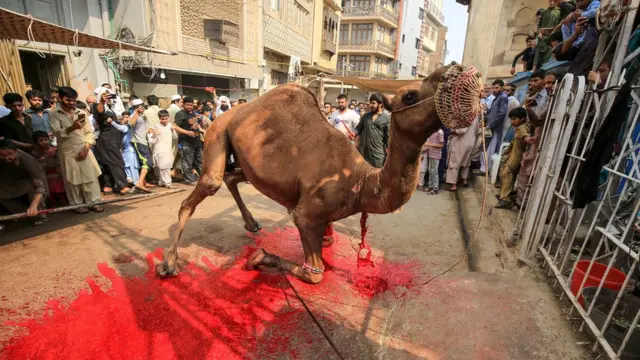Maza da yara sun taru domin kallon yadda aka soke Rakumi a matsayin dabbar Layya a wani yanki na India.