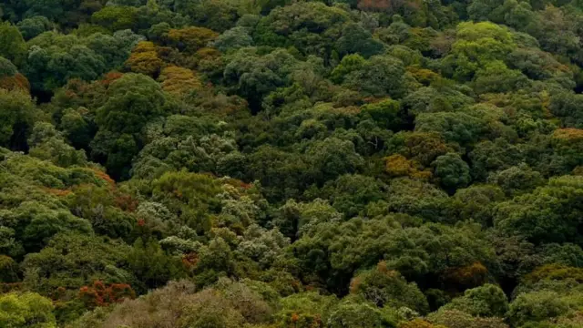 வனப் பகுதி