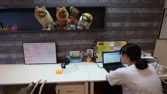 สุนัขพันธุ์ปอมปอม ชิสุ 4 ตัว นั่งอยู่บนชั้นพักภายในสำนักงาน