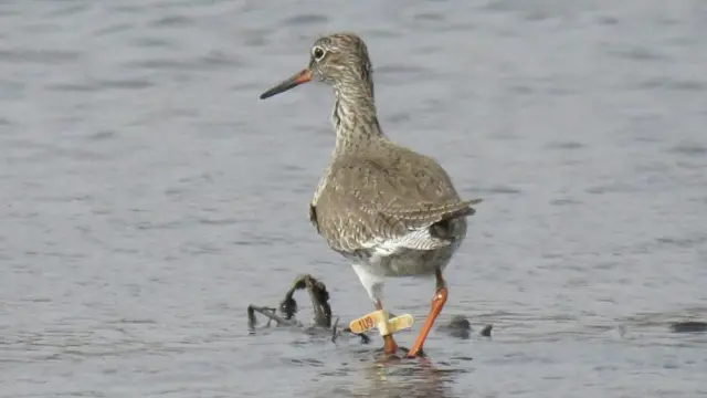 बीएनएचएसने टॅग केलेला रेड शॅंक पक्षी