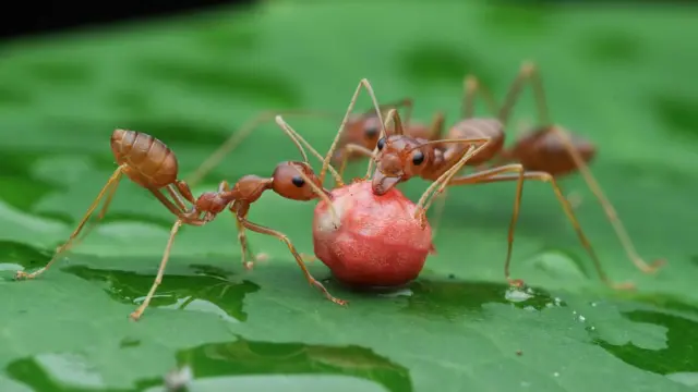 தையற்கார எறும்புகள்