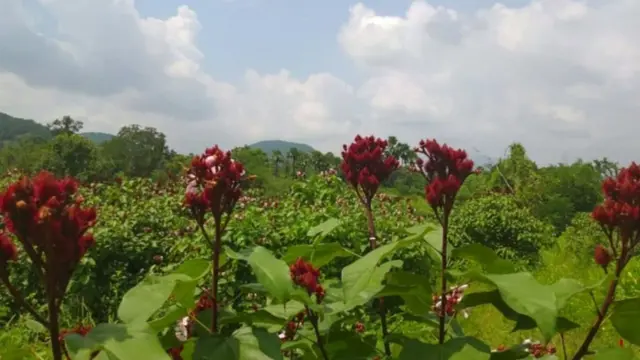 అనాటో మొక్కలు