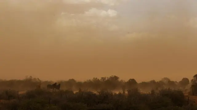 كيف تسهم الأعشاب الضارة في مكافحة التغير المناخي؟