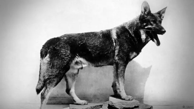 રિન ટિન ટિન નામના જર્મન શેફર્ડ પ્રજાતિના કૂતરાનો ફોટોગ્રાફ