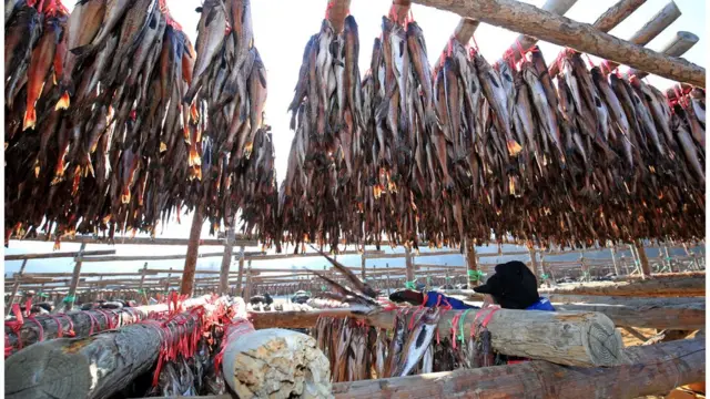 추위를 기다리는 명태들. 올해 대관령 황태덕장의 명태걸이는 초겨울 따뜻한 날씨가 이어지며 예년보다 다소 늦게 시작됐다