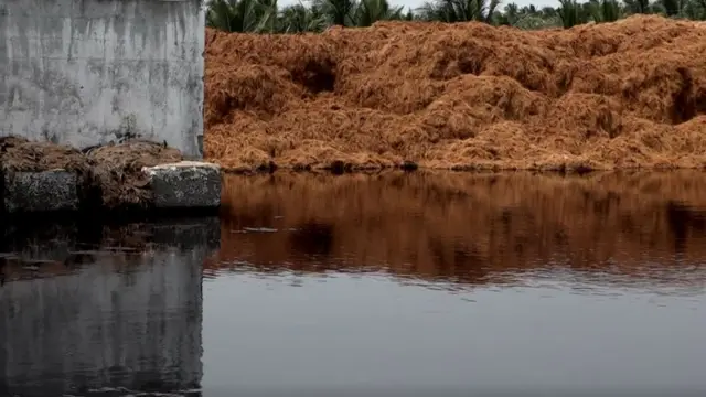 பெரு நிறுவனங்கள் சராசரியாக ஒரு நாளுக்கு 100 டன் காயர்பித் ஏற்றுமதி செய்து வருகிறது