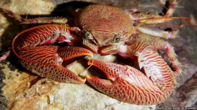 समुद्री खेकड्याची एक जात