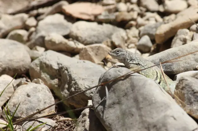 டோரிஸ் எண்டர்ஸ்: "அமெரிக்காவில் டெக்சாஸில், கற்களுக்கு கற்களுக்கு இடையே செதுக்கப்பட்டதுபோல் காணப்படும் அசல் பல்லி."
