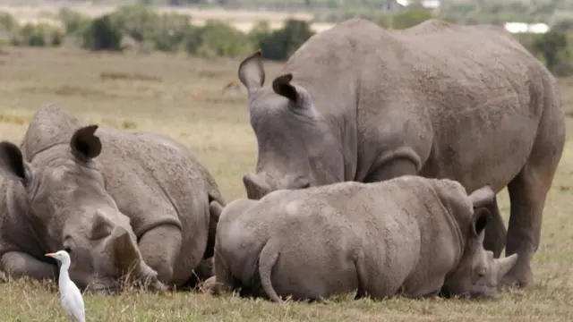 Ni Faru watatu pekee aina ya 'Southern White Rhino' waliosalia ulimwenguni