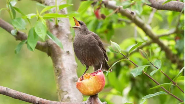 Скворец с яблоком